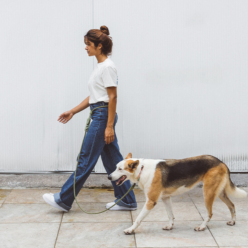 Laisse inclinée minimaliste pour chien de compagnie