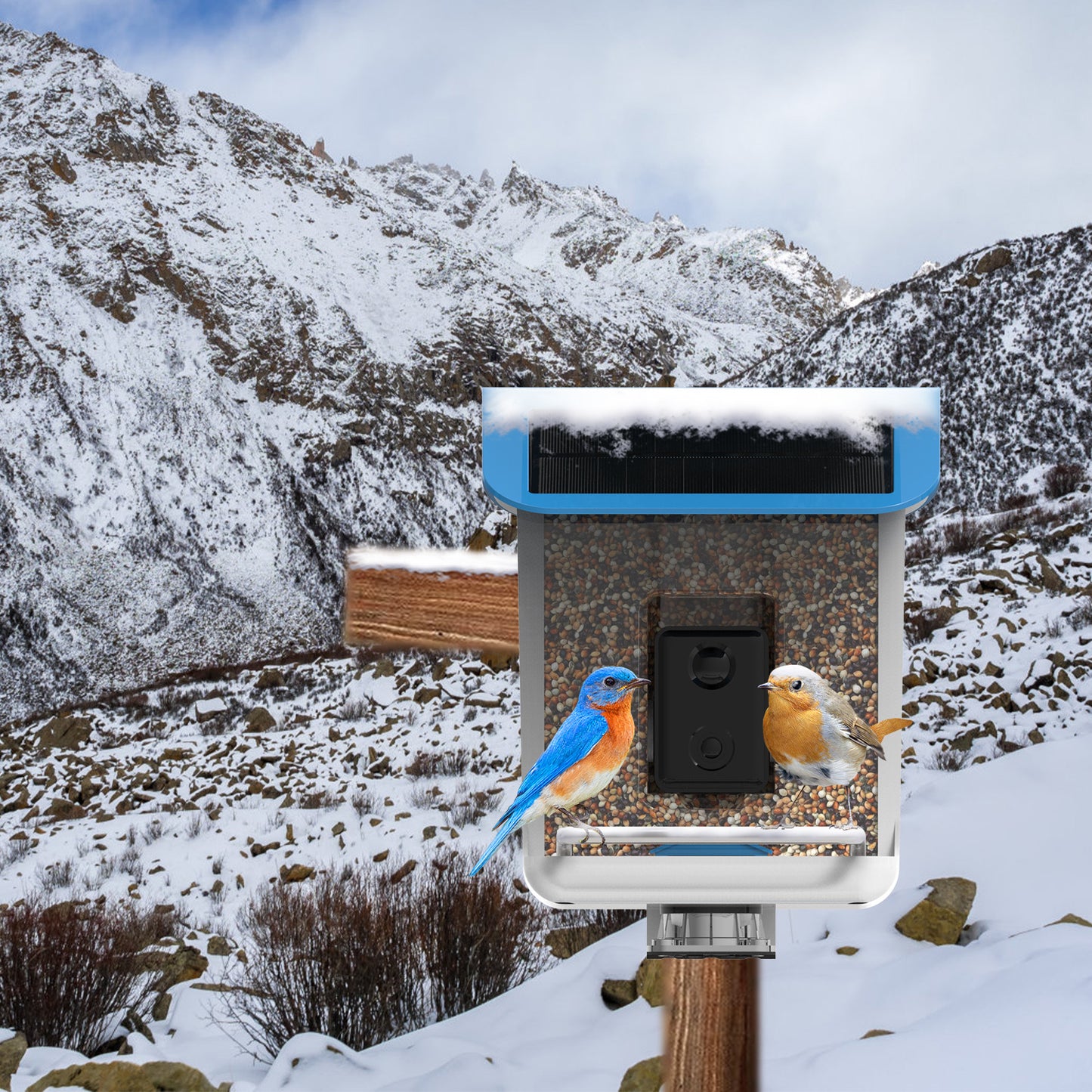 Caméra d'application de reconnaissance AI pour mangeoire à oiseaux intelligente