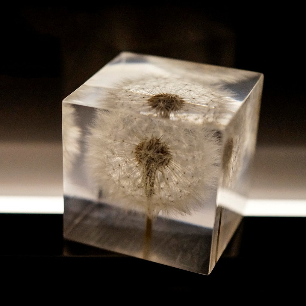 Dandelion Specimen Cube Creative Resin Tabletop Decoration