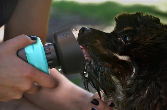 Bouteille pliable d'extérieur pour animaux de compagnie, bouteille d'eau de voyage pour chien, distributeur d'eau pour chien