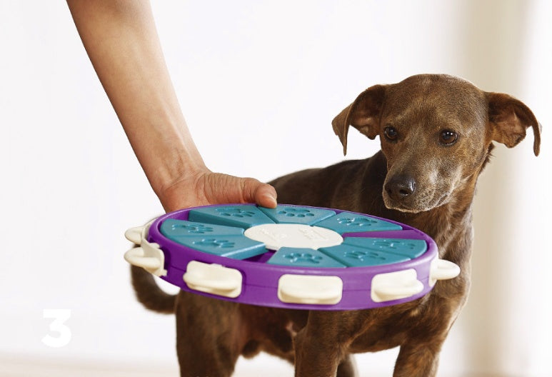 Jouets éducatifs pour chiens