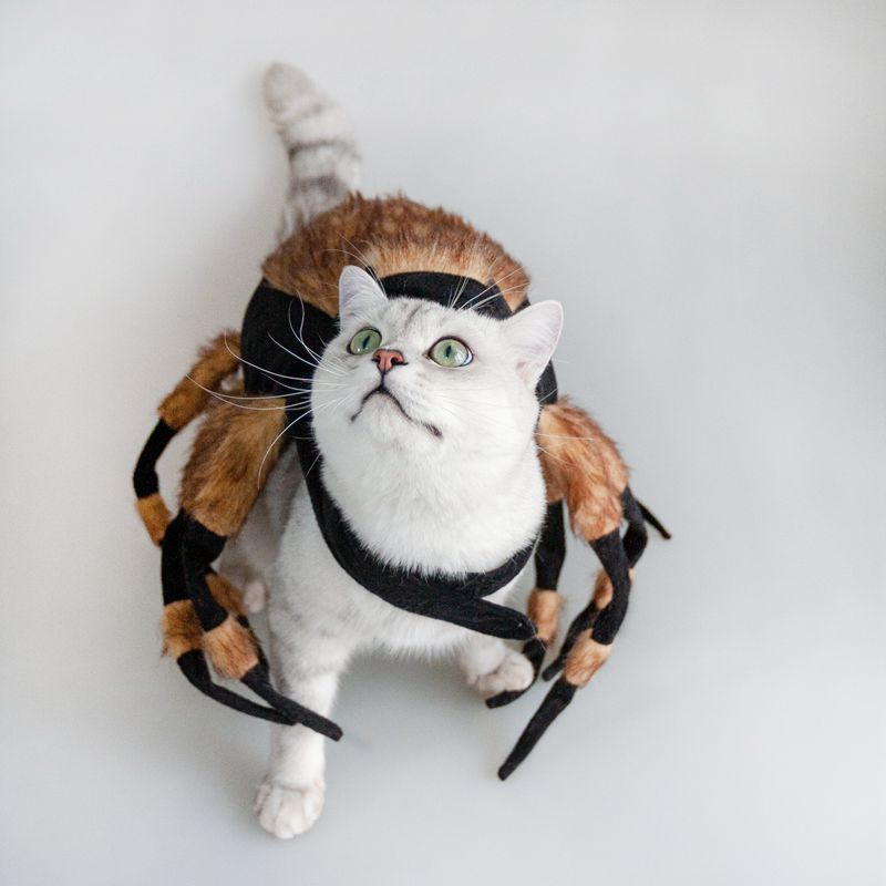 Costume d'araignée pour chien et chat pour Halloween