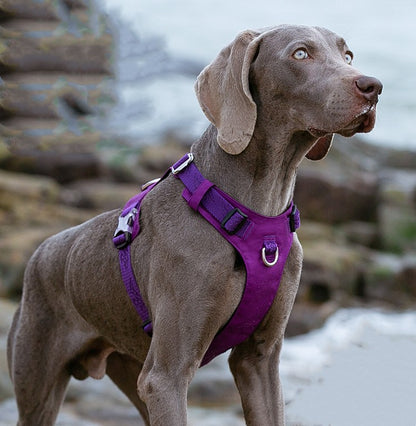 Sangle de poitrine en corde de Traction pour grand chien qui marche pour animaux de compagnie