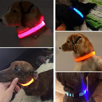 Collier lumineux LED pour chien, Rechargeable, étanche, lumineux, réglable, veilleuse, collier de sécurité pour chien