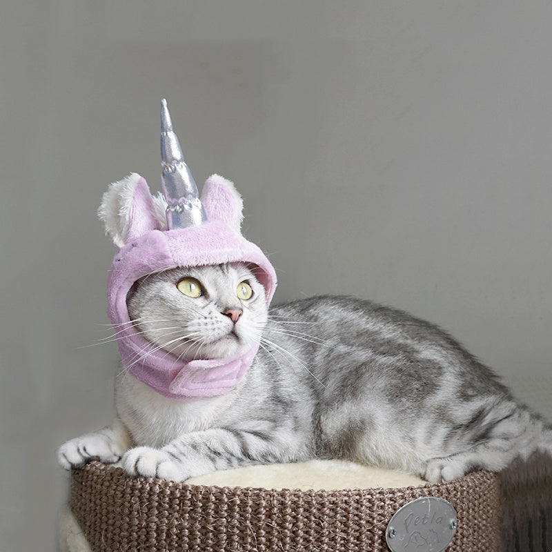 Chapeau pour animaux de compagnieChapeau pour chat universel pour Halloween