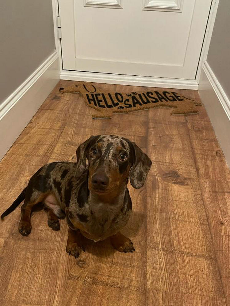 Tapis anti-poussière de porte de chien de saucisse mignon créatif