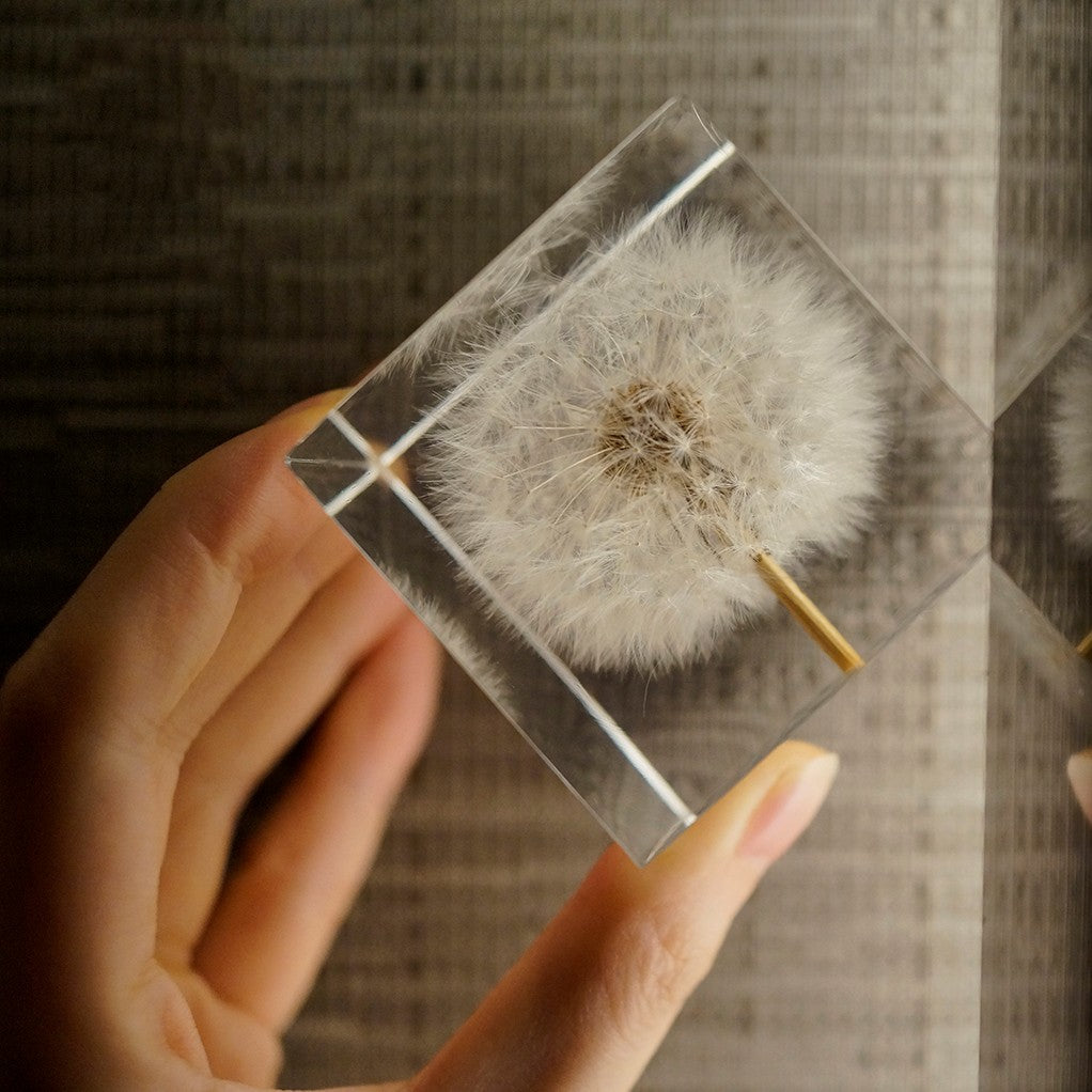 Cube de spécimen de pissenlit, décoration de table créative en résine